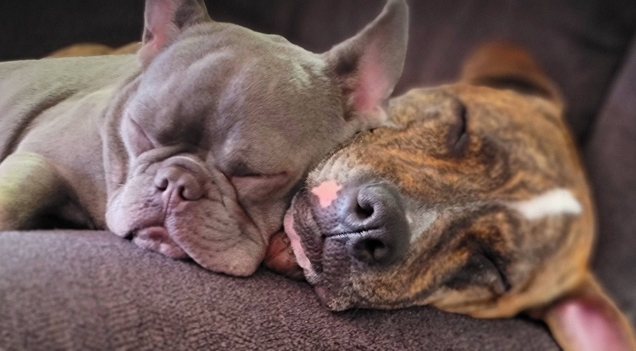 Lila joined the competition — help win amazing prizes! canidae, carnivore, close_up, comfort, companion_dog, dog, dog_breed, fawn, fur, molosser, nap, non_sporting_group, paw, sleep, snout, sporting_group, terrestrial_animal, toy_dog, whiskers, wrinkle