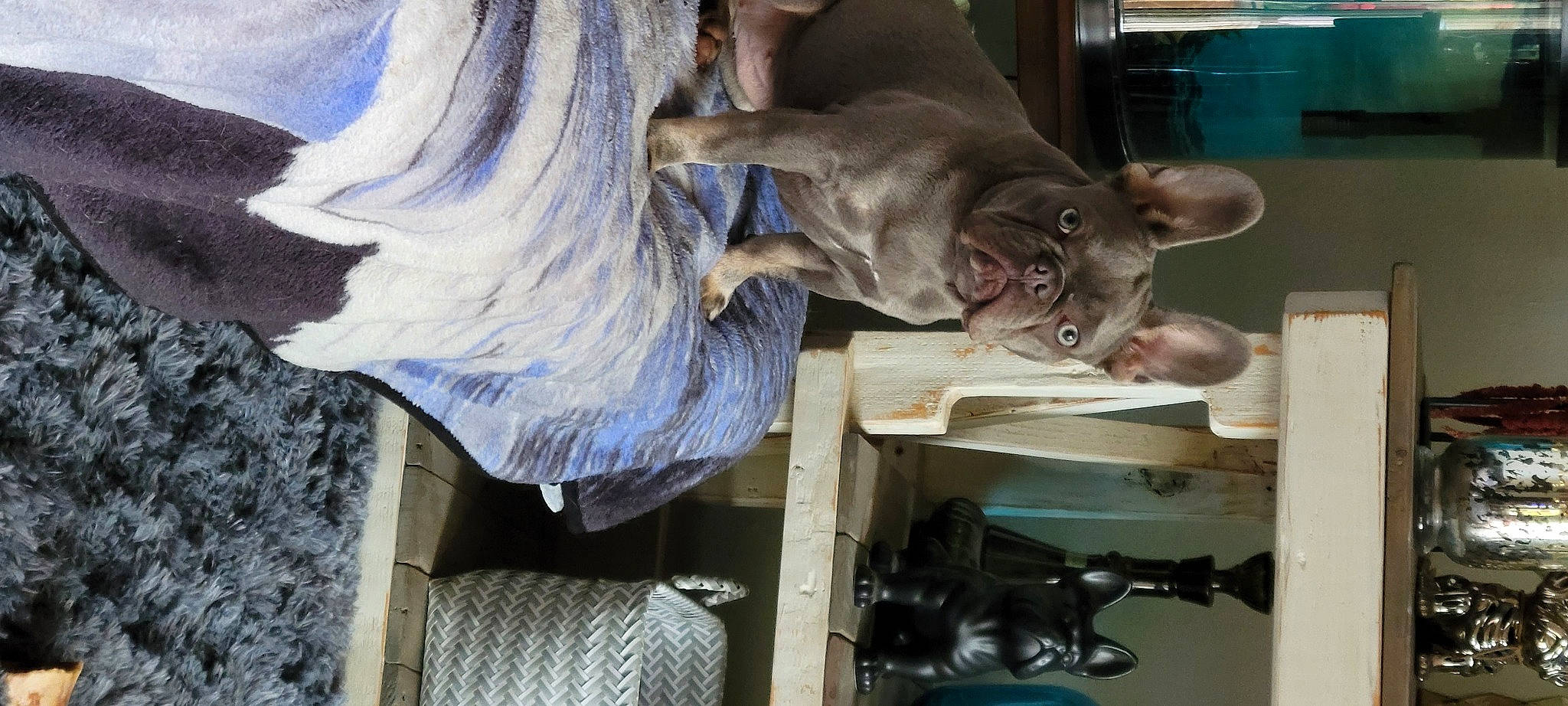 Lila is registered to the contest to win money with this photo: carnivore, dog_breed, ear, fawn, felidae, fur, liver, small_to_medium_sized_cats, snout, sporting_group, whiskers, wood, working_animal, wrinkle