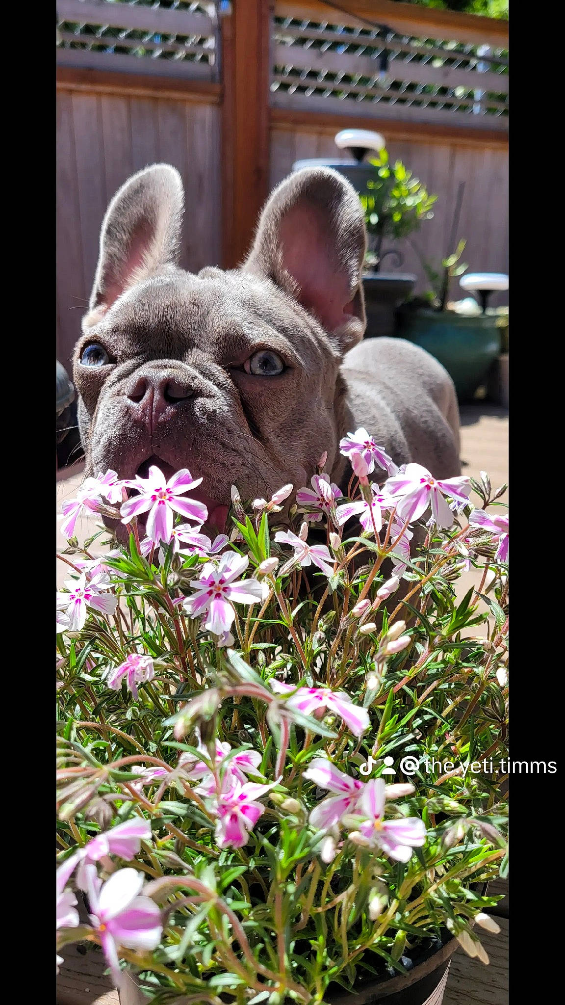 Lila joined the competition — help win amazing prizes! annual_plant, bulldog, carnivore, companion_dog, dog, dog_breed, ear, fawn, flower, grass, groundcover, petal, plant, sculpture, snout, terrestrial_animal, terrestrial_plant, toy_dog, working_animal, wrinkle