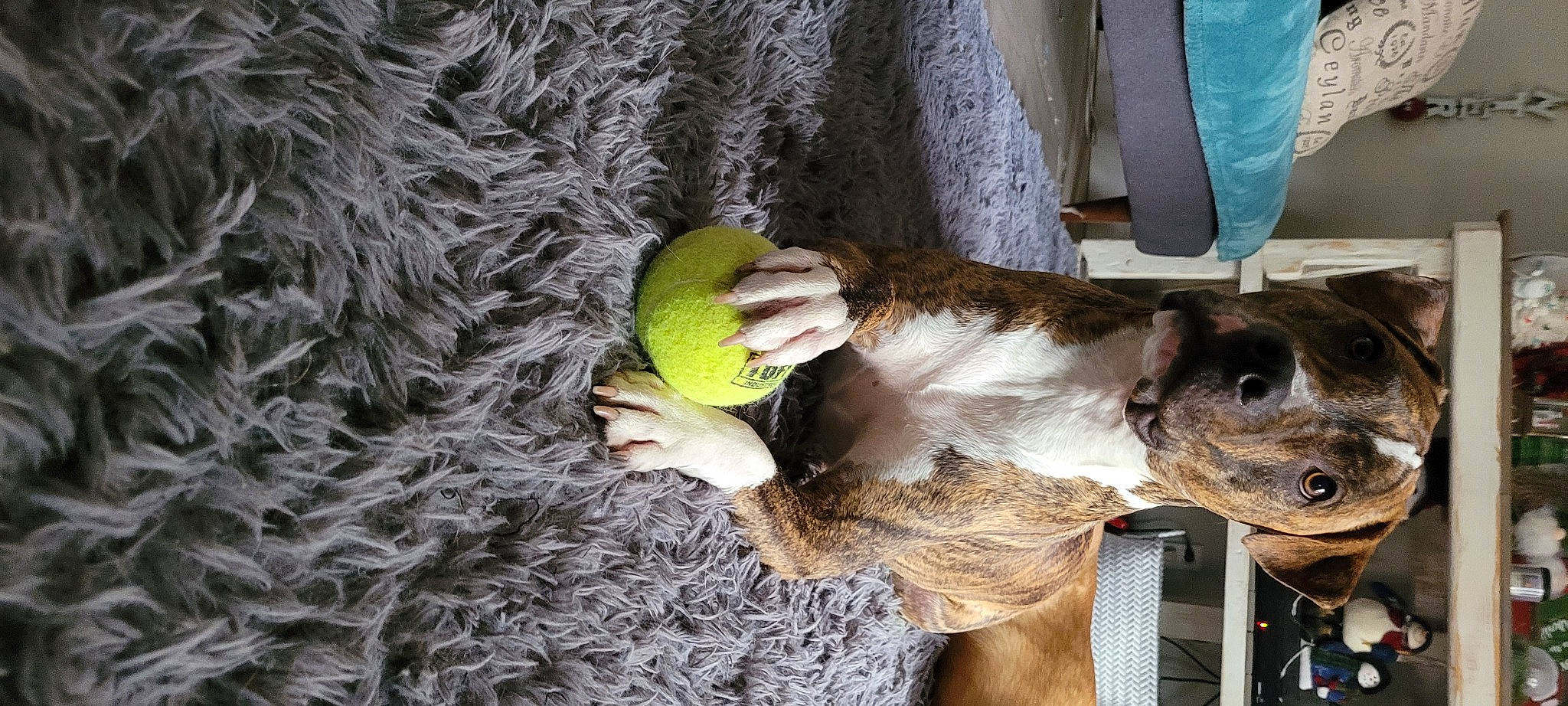 Hank is registered to the contest to win money with this photo: canidae, chair, coconut, fruit, fur, horse_tack, livestock, pack_animal, palm_tree, plant, tail, terrestrial_plant, toy, tree, trunk, wood, working_animal