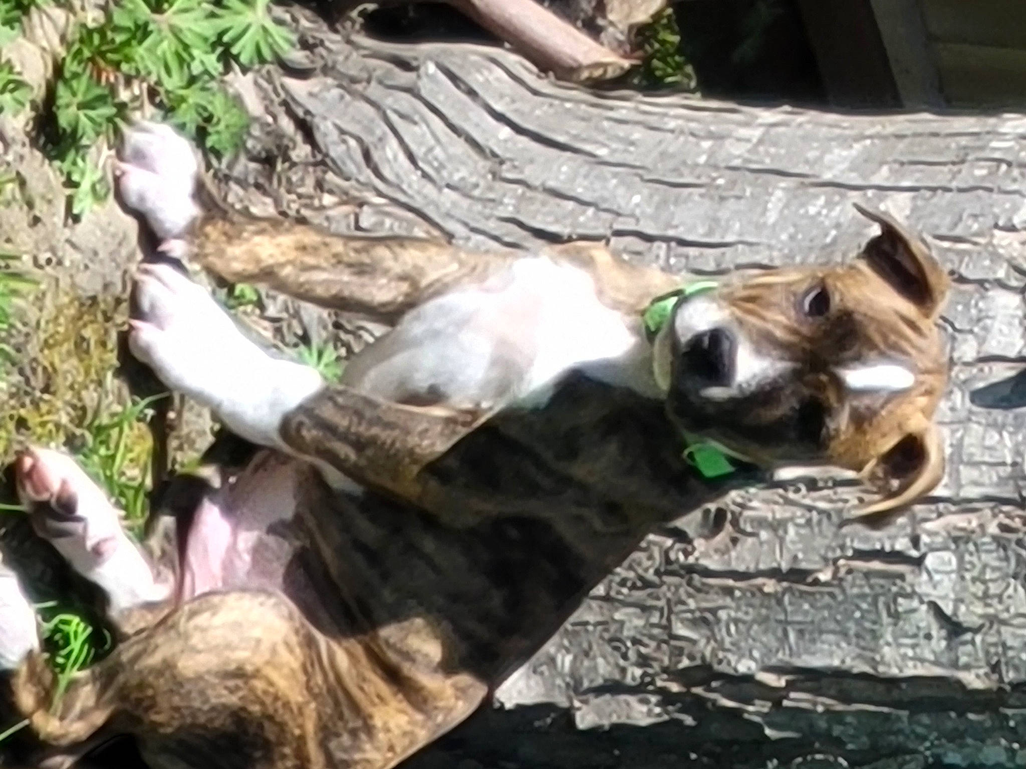 Hank is registered to the contest to win money with this photo: canidae, carnivore, collar, companion_dog, dog_breed, fawn, felidae, goats, grass, pack_animal, plant, recreation, sporting_group, tail, terrestrial_animal, tree, trunk, wildlife, wood, working_animal