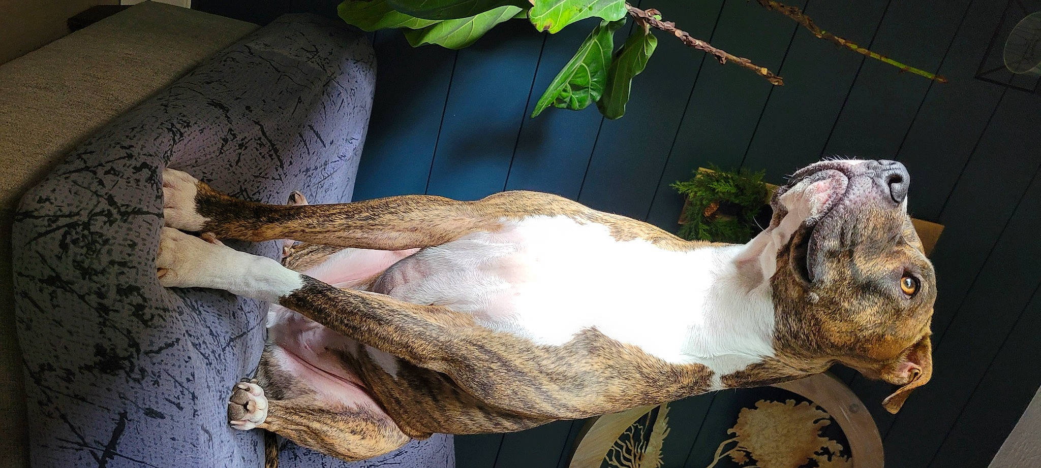 Hank is registered to the contest to win money with this photo: art, fawn, fur, goat, goats, houseplant, livestock, natural_material, plant, sporting_group, tail, terrestrial_animal, tree, trunk, vertebrate, wood, working_animal