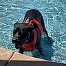 Barry is registered to the contest to win money with this photo: animal, black_dog, canine, daytime, dog, fun, happy, leisure, life_jacket, outdoor, pet, playing, poolside, recreation, summer, sunlight, swimming_pool, vacation, water, wet