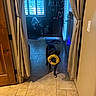 Barry joined the competition — help win amazing prizes! black_dog, blinds, cabinet, chair, curtains, dog, door, floor, furniture, hallway, house, indoor, light, mat, pet, protective_collar, room, shadow, tiled_floor, window