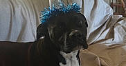 Barry joined the competition — help win amazing prizes! animal, black_dog, blanket, blue_tinsel, celebration, couch, cute, dog, domestic, furniture, household, indoor, party_hat, pet, portrait, relaxed, resting, sunlight, white_chest, window