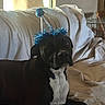 animal, black_dog, blanket, blue_tinsel, celebration, couch, cute, dog, domestic, furniture, household, indoor, party_hat, pet, portrait, relaxed, resting, sunlight, white_chest, window