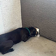 Barry is registered to the contest to win money with this photo: animal, black_dog, canine, collar, concrete_floor, corner, curious, daylight, dog, looking_through, outdoor, peering, pet, quiet, resting, shadow, side_view, small_hole, texture, wall