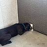animal, black_dog, canine, collar, concrete_floor, corner, curious, daylight, dog, looking_through, outdoor, peering, pet, quiet, resting, shadow, side_view, small_hole, texture, wall