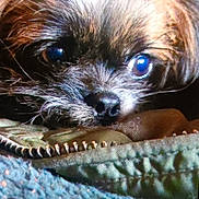Stiorra is registered to the contest to win money with this photo: dog, close_up, face, eyes, nose, fur, pet, animal, resting, texture, fabric, stitching, whiskers, portrait, cute, small_dog, indoor, cozy, snout, sleepy