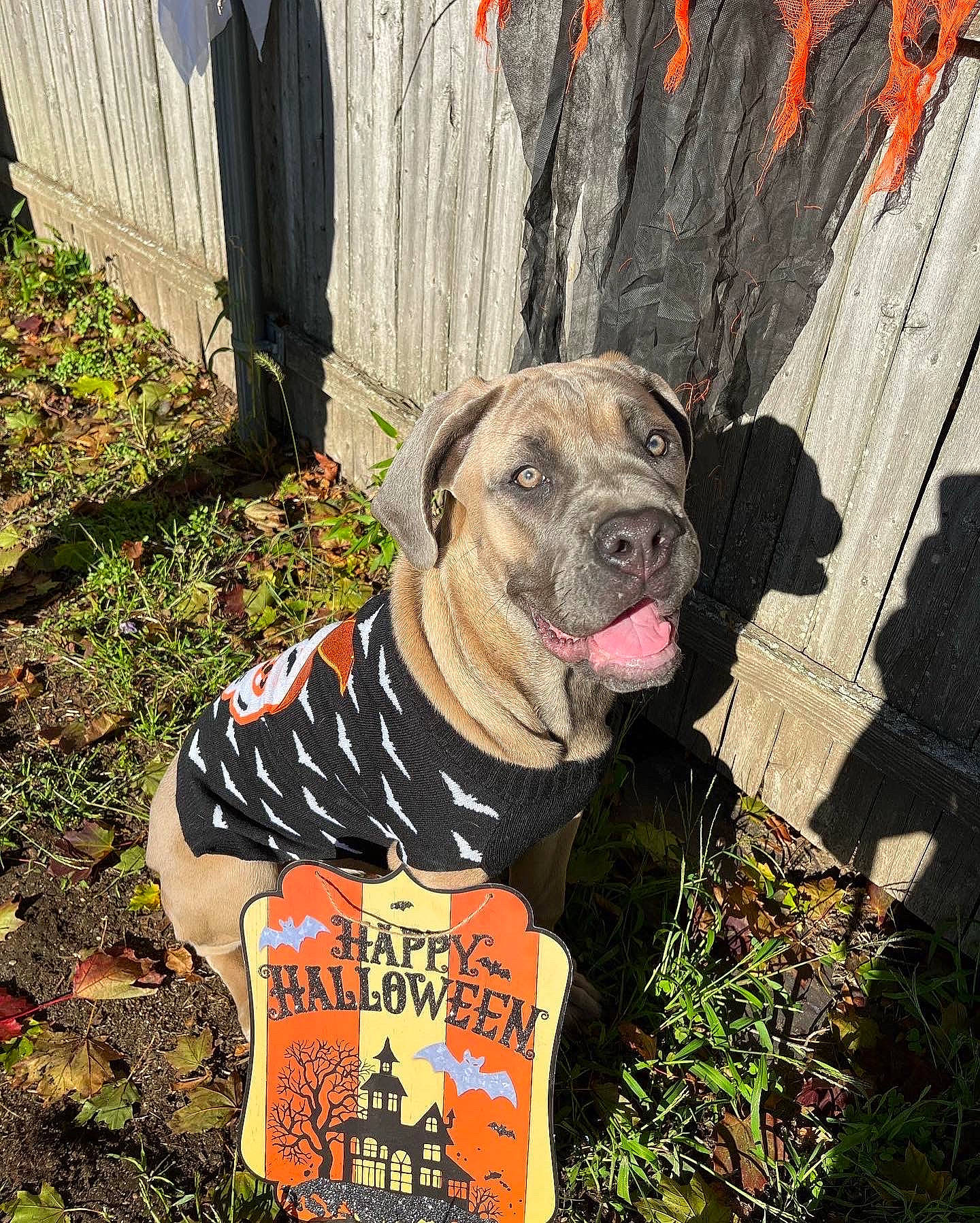 Dyna joined the competition — help win amazing prizes! canidae, carnivore, collar, companion_dog, dog, dog_breed, dog_clothes, dog_collar, dog_supply, fawn, grass, leash, non_sporting_group, pet_supply, plant, snout, sporting_group, terrestrial_animal, working_animal, working_dog