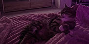 Missy participe au concours pour gagner de l'argent avec cette photo : cat, tabby_cat, blanket, indoor, living_room, furniture, television, couch, soft_lighting, cozy, relaxed, pet, animal, purple_light, household, carpet, paw, fur, resting, comfort