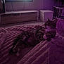 cat, tabby_cat, blanket, indoor, living_room, furniture, television, couch, soft_lighting, cozy, relaxed, pet, animal, purple_light, household, carpet, paw, fur, resting, comfort