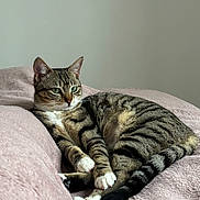 Missy participe au concours pour gagner de l'argent avec cette photo : cat, tabby, green_eyes, relaxed, lying_down, pink_blanket, soft_texture, indoor, pet, feline, striped, whiskers, paws, tail, cozy, resting, close_up, animal, domestic_cat, calm