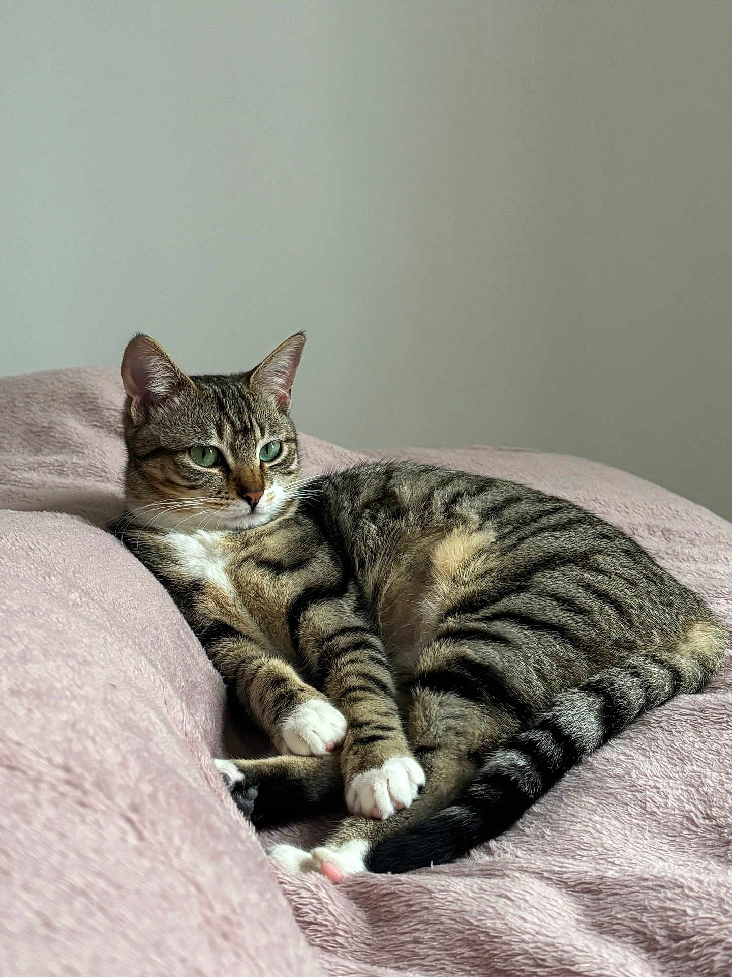 Missy participe au concours pour gagner de l'argent avec cette photo : cat, tabby, green_eyes, relaxed, lying_down, pink_blanket, soft_texture, indoor, pet, feline, striped, whiskers, paws, tail, cozy, resting, close_up, animal, domestic_cat, calm