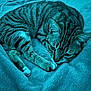 Missy a rejoint le concours — aidez-le/la à gagner de superbes lots ! cat, tabby, animal, pet, feline, fur, whiskers, paw, blanket, bed, resting, indoor, cozy, sleepy, closeup, striped, cute, soft, relaxed, blue_light