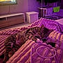 Missy participe au concours pour gagner de l'argent avec cette photo : cat, tabby, blanket, indoor, purple_light, furniture, television, couch, cozy, relaxed, pet, paw, striped, living_room, soft_texture, home, domestic_animal, resting, warm_lighting, household