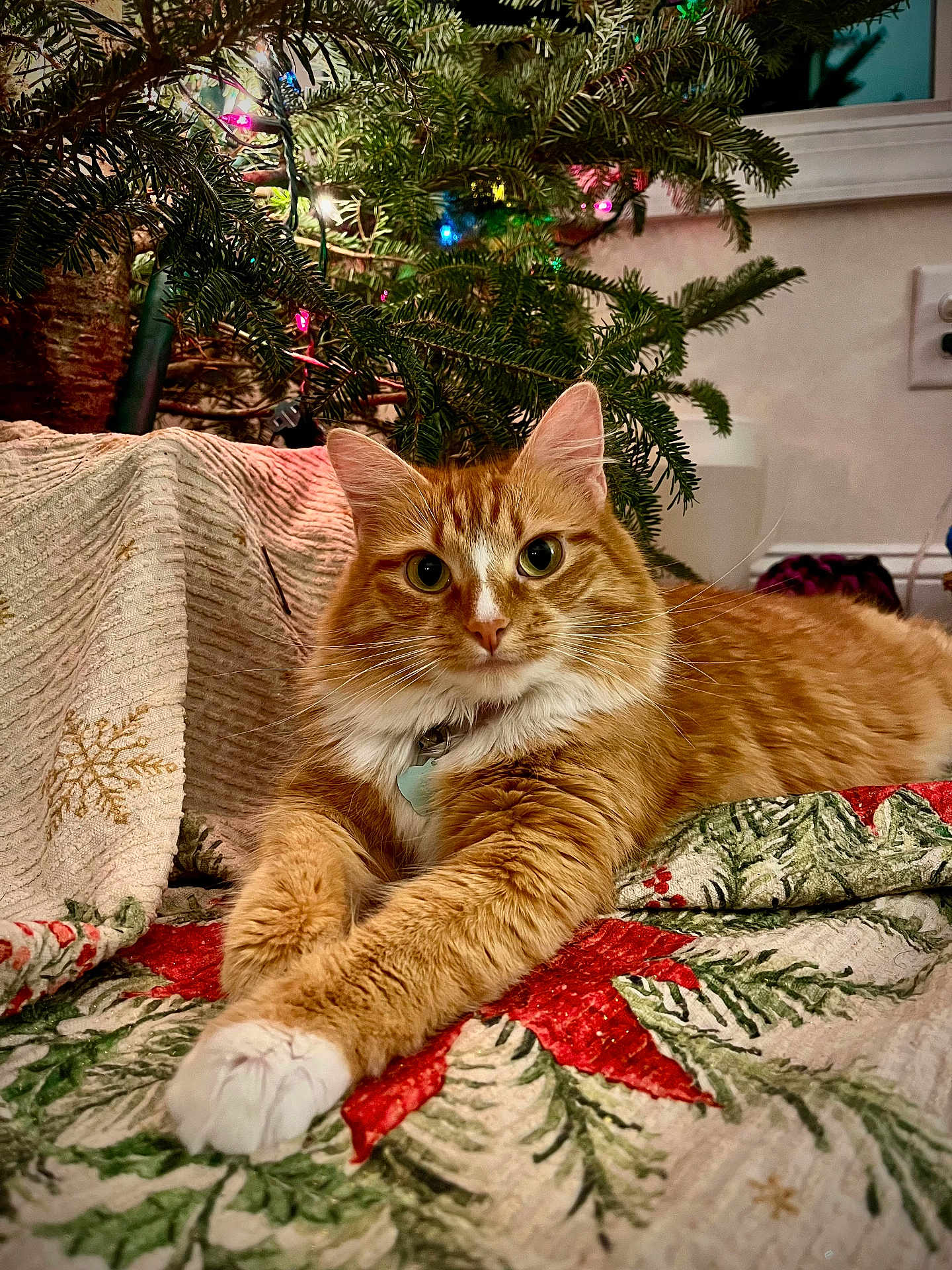 Tabitha joined the competition — help win amazing prizes! cat, christmas_tree, close_up, collar, cozy, curious_eyes, decorations, feline, festive, fluffy, holiday_quilt, holiday_season, home, indoor, lights, orange_cat, pet, pine_branches, relaxed, white_paw