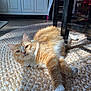 Tabitha joined the competition — help win amazing prizes! animal, cabinet, cat, chair, comfortable, cozy, curious, floor, fur, furniture, home, indoor, orange_cat, pet, relaxed, resting, sunlight, whiskers, white_paws, woven_rug