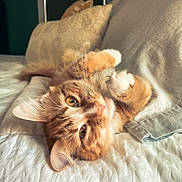 Tabitha is registered to the contest to win money with this photo: animal, bed, cat, closeup, cozy, cute, feline, fur, indoor, orange_tabby, paw, pet, pillow, playful, quilt, relaxed, resting, sleepy, sunlight, whiskers