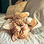 animal, bed, cat, closeup, cozy, cute, feline, fur, indoor, orange_tabby, paw, pet, pillow, playful, quilt, relaxed, resting, sleepy, sunlight, whiskers