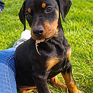 Atena a rejoint le concours — aidez-le/la à gagner de superbes lots ! doberman, puppy, dog, grass, outdoor, pet, cute, animal, black_and_tan, leaf, jeans, sneakers, young, nature, playful, sitting, sunlight, closeup, companion, friendly