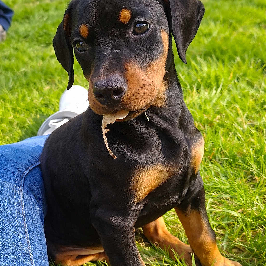 Atena a rejoint le concours — aidez-le/la à gagner de superbes lots ! doberman, puppy, dog, grass, outdoor, pet, cute, animal, black_and_tan, leaf, jeans, sneakers, young, nature, playful, sitting, sunlight, closeup, companion, friendly