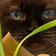 Frankie joined the competition — help win amazing prizes! black_cat, bombay, carnivore, cat, close_up, domestic_short_haired_cat, eyelash, felidae, fur, grass, iris, liver, nature, organism, plant, small_to_medium_sized_cats, snout, terrestrial_animal, whiskers, wildlife