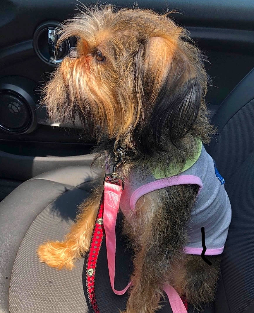 Gilda is registered to the contest to win money with this photo: car, carnivore, collar, companion_dog, dog, dog_breed, dog_collar, dog_supply, eyewear, fashion_accessory, fur, leash, liver, motor_vehicle, small_terrier, snout, terrier, toy_dog, vehicle_door, working_animal