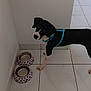 Olso participe au concours pour gagner de l'argent avec cette photo : dog, black_and_white, harness, tile_floor, water_bowls, watermelon_pattern, indoor, pet, curious, animal, food_bowls, corner, clean, looking_up, white_wall, floor_tiles, domestic, companion, young_dog, playful