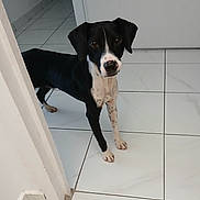 Olso a rejoint le concours — aidez-le/la à gagner de superbes lots ! dog, black_and_white, tile_floor, indoor, doorframe, curious, pet, canine, standing, looking, ears, floor_tiles, white_wall, animal, domestic, young_dog, alert, four_legs, snout, paw
