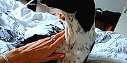 Olso a rejoint le concours — aidez-le/la à gagner de superbes lots ! dog, bed, hand, indoor, petting, black_and_white, bedding, ring, furniture, blanket, human, animal, relaxation, comfort, domestic, canine, white, black, pattern, resting