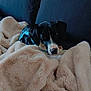 Olso a rejoint le concours — aidez-le/la à gagner de superbes lots ! dog, blanket, couch, indoor, pet, fur, snuggling, blue_harness, cozy, resting, comfort, domestic_animal, relaxing, furniture, canine, soft_texture, animal, home, lying_down, looking