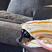 Rambo is registered to the contest to win money with this photo: dog, small_dog, pet, animal, black_and_tan, blanket, striped_blanket, couch, sofa, indoors, home, cozy, resting, lying_down, peeking, head, snout, ears, portrait, furniture
