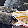 dog, small_dog, pet, animal, black_and_tan, blanket, striped_blanket, couch, sofa, indoors, home, cozy, resting, lying_down, peeking, head, snout, ears, portrait, furniture