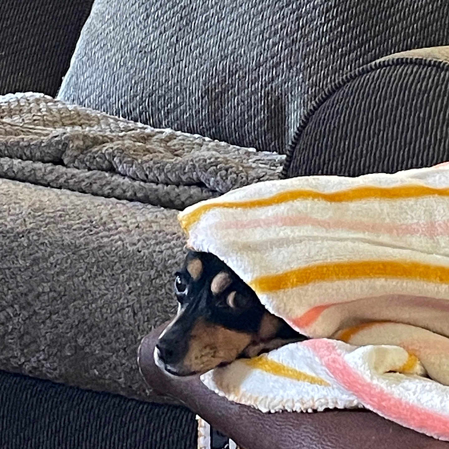 Rambo is registered to the contest to win money with this photo: dog, small_dog, pet, animal, black_and_tan, blanket, striped_blanket, couch, sofa, indoors, home, cozy, resting, lying_down, peeking, head, snout, ears, portrait, furniture