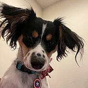 Rey is registered to the contest to win money with this photo: dog, pet, collar, tag, indoor, close_up, ears, black, white, brown, fur, cute, animal, face, portrait, canine, looking, curious, wall, accessory