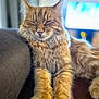 Zazou a rejoint le concours — aidez-le/la à gagner de superbes lots ! abyssinian, animal, architecture, building, cat, computerhardware, couch, electronics, furniture, hardware, hardwood, indoors, kitten, livingroom, manx, monitor, pet, room, screen, tv