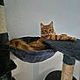 abyssinian, angora, animal, armchair, blackcat, blanket, cat, chair, furniture, hardwood, kitten, manx, person, pet, shelf, sleeping, wood