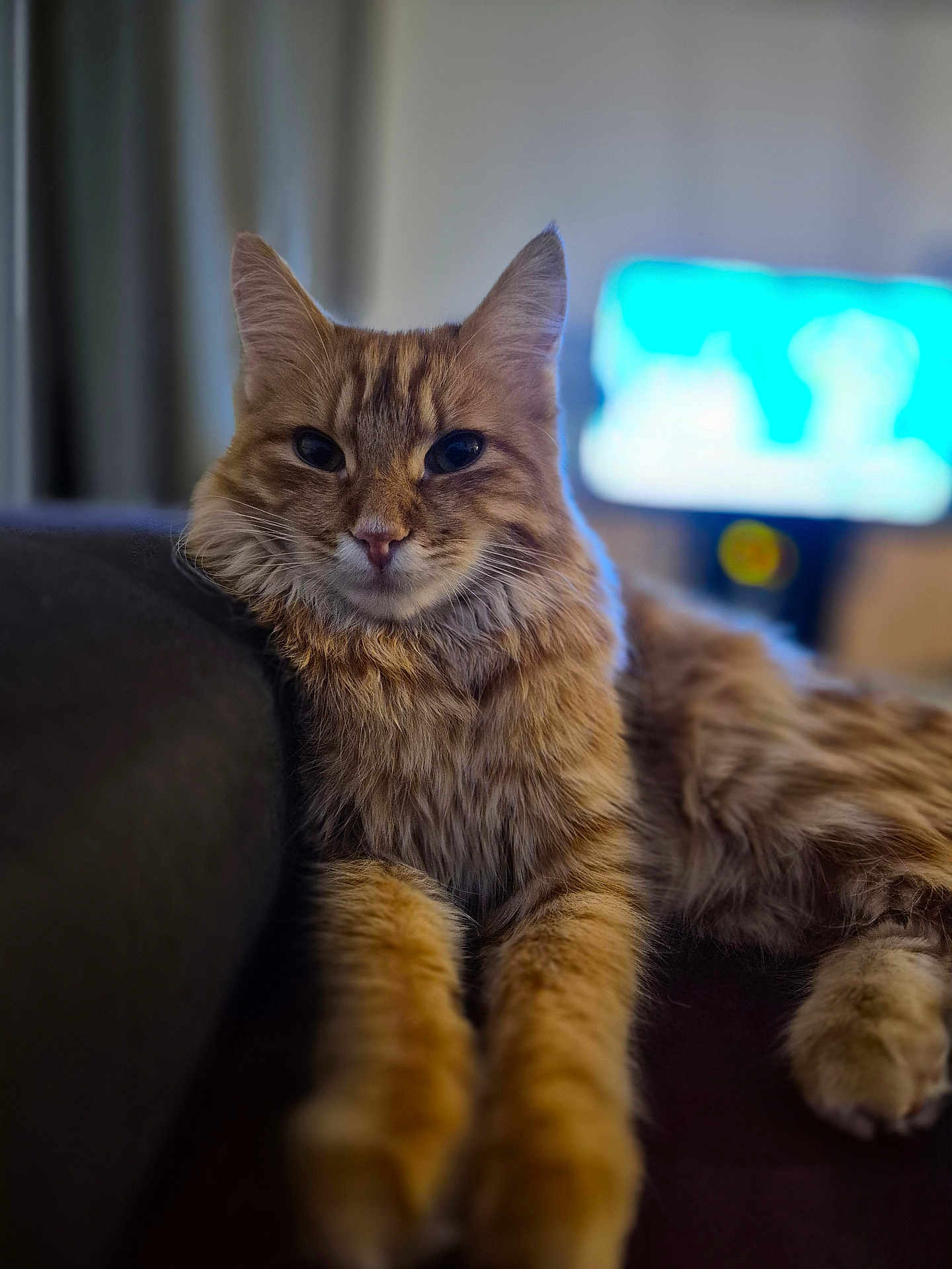 Zazou participe au concours pour gagner de l'argent avec cette photo : abyssinian, animal, architecture, building, cat, chair, computerhardware, couch, electronics, furniture, hardware, indoors, kitten, livingroom, manx, monitor, pet, room, screen, tv