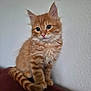 abyssinian, angora, animal, cat, kitten, manx, pet, siamese, wood