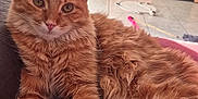Zazou a rejoint le concours — aidez-le/la à gagner de superbes lots ! animal, architecture, building, cat, computer, computerhardware, couch, electronics, furniture, hardware, indoors, laptop, livingroom, monitor, pc, pet, room, screen, tv, wood