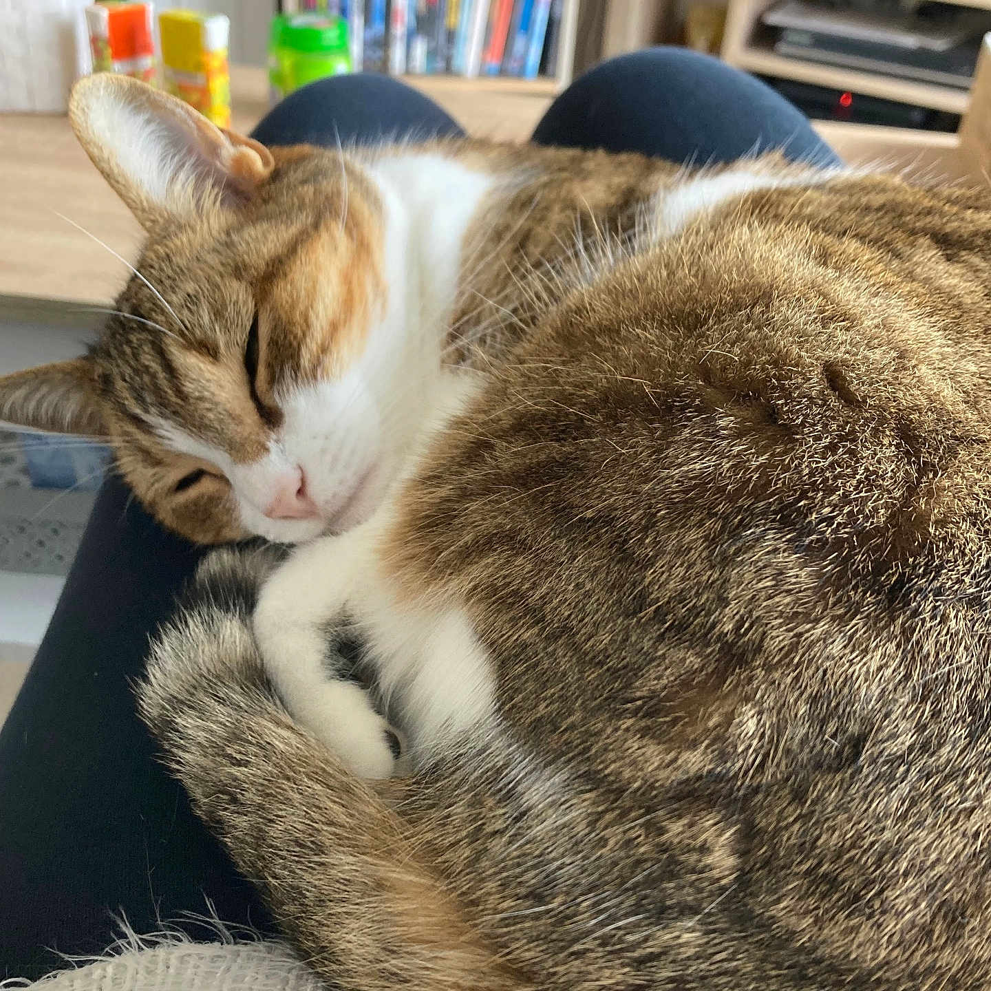 Kitty participe au concours pour gagner de l'argent avec cette photo : animal, architecture, building, cat, computerhardware, couch, electronics, furniture, hardware, indoors, kitten, livingroom, manx, monitor, person, pet, room, screen, shelf, sleeping