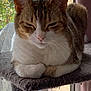 Kitty a rejoint le concours — aidez-le/la à gagner de superbes lots ! abyssinian, angora, animal, architecture, balcony, building, cat, chair, cushion, egyptiancat, furniture, homedecor, kitten, manx, person, pet, siamese, sleeping, window, windowsill