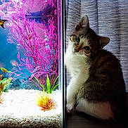 Willie is registered to the contest to win money with this photo: cat, aquarium, fish, pink_plants, curious, pet, indoor, bright, colorful, water, glass, white_pebbles, animal, feline, sitting, curtain, reflection, closeup, light, decor