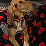 attentive_gaze, black_blanket, blanket_with_hearts, brown_coat, cabinet, cozy, dog, dog_bed, floppy_ears, hound, indoor, mixed_breed, nose, orange_collar, paws, portrait, red_heart_pattern, resting, tiled_floor, whiskers