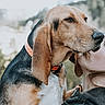 Vodka a rejoint le concours — aidez-le/la à gagner de superbes lots ! affection, animal, beagle, close_up, collar, companion, dog, ear, fur, hug, human, muzzle, nature, outdoor, paw, person, pet, portrait, snout, trees