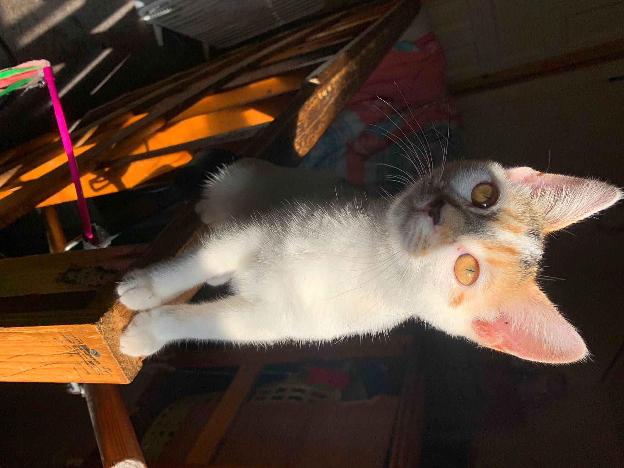 Harley