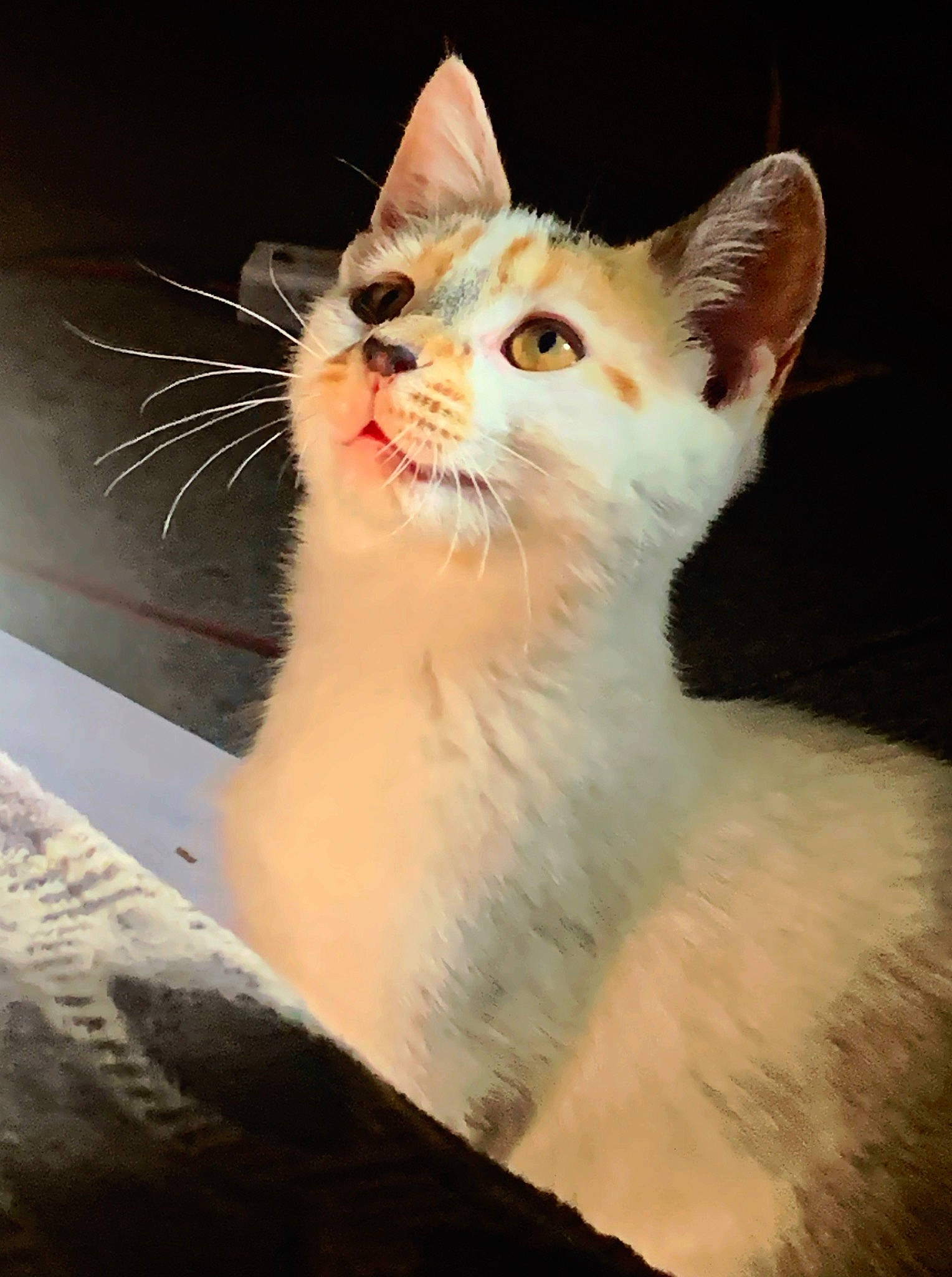 Harley joined the competition — help win amazing prizes! carnivore, cat, domestic_short_haired_cat, eye, felidae, fur, head, paw, small_to_medium_sized_cats, snout, tail, terrestrial_animal, whiskers, window