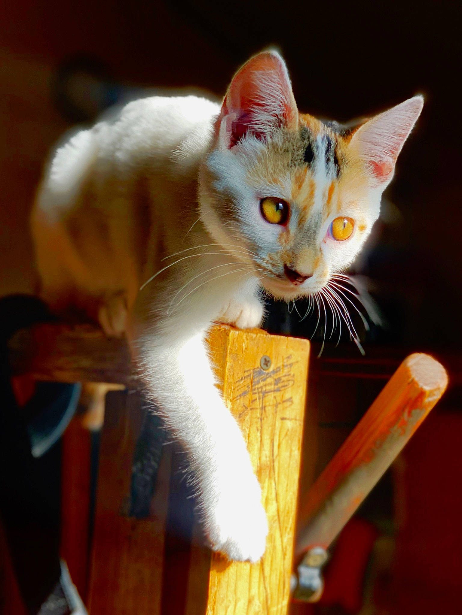 Harley is registered to the contest to win money with this photo: carnivore, cat, cat_supply, claw, domestic_short_haired_cat, fawn, felidae, fur, mammal, paw, small_to_medium_sized_cats, tail, vertebrate, whiskers, wood