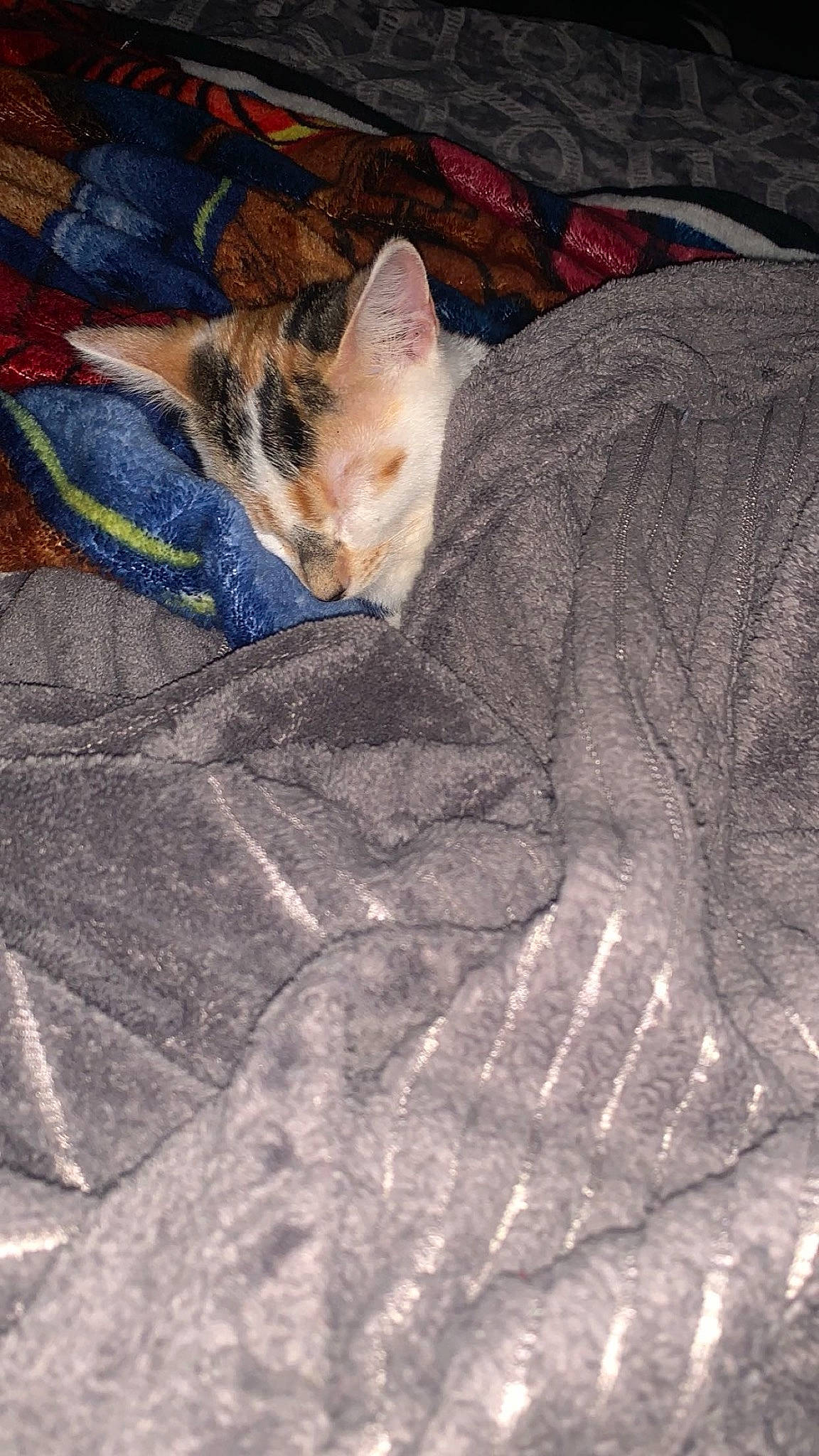 Harley is registered to the contest to win money with this photo: bedding, brown, carnivore, cat, comfort, domestic_short_haired_cat, electric_blue, fawn, felidae, fur, grey, linens, paw, small_to_medium_sized_cats, snout, tail, textile, tints_and_shades, whiskers, wood